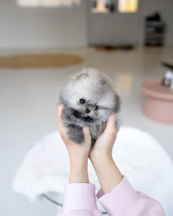 Pomeranian-Pip