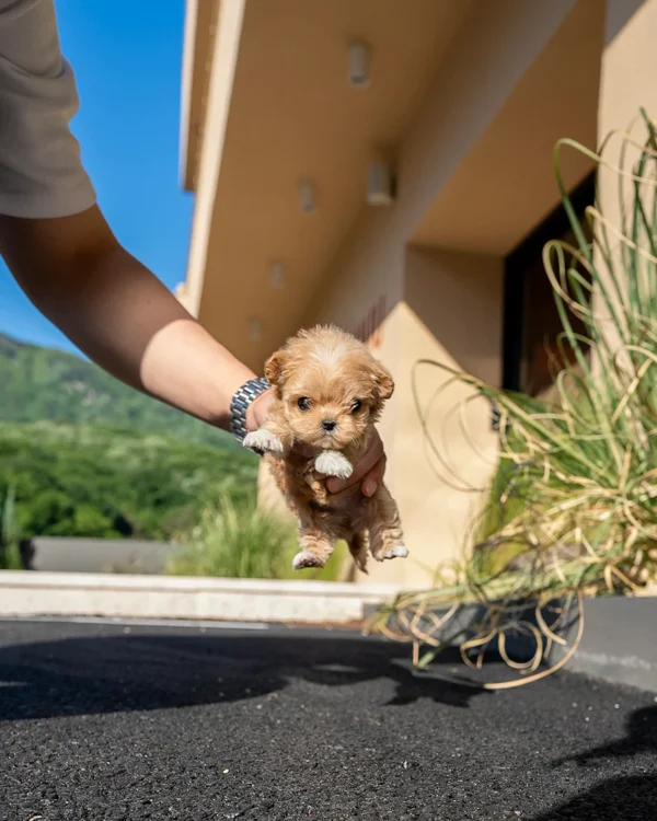 Maltipoo - Peanut