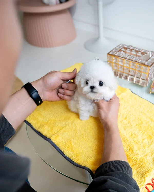 Bichon Frise - Marshmallow