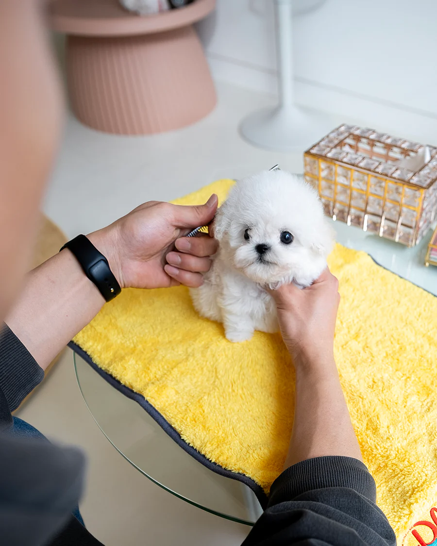 Bichon Frise – Marshmallow