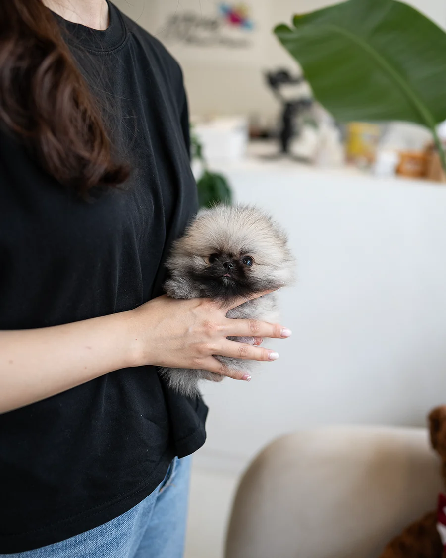 Pomeranian – Otis