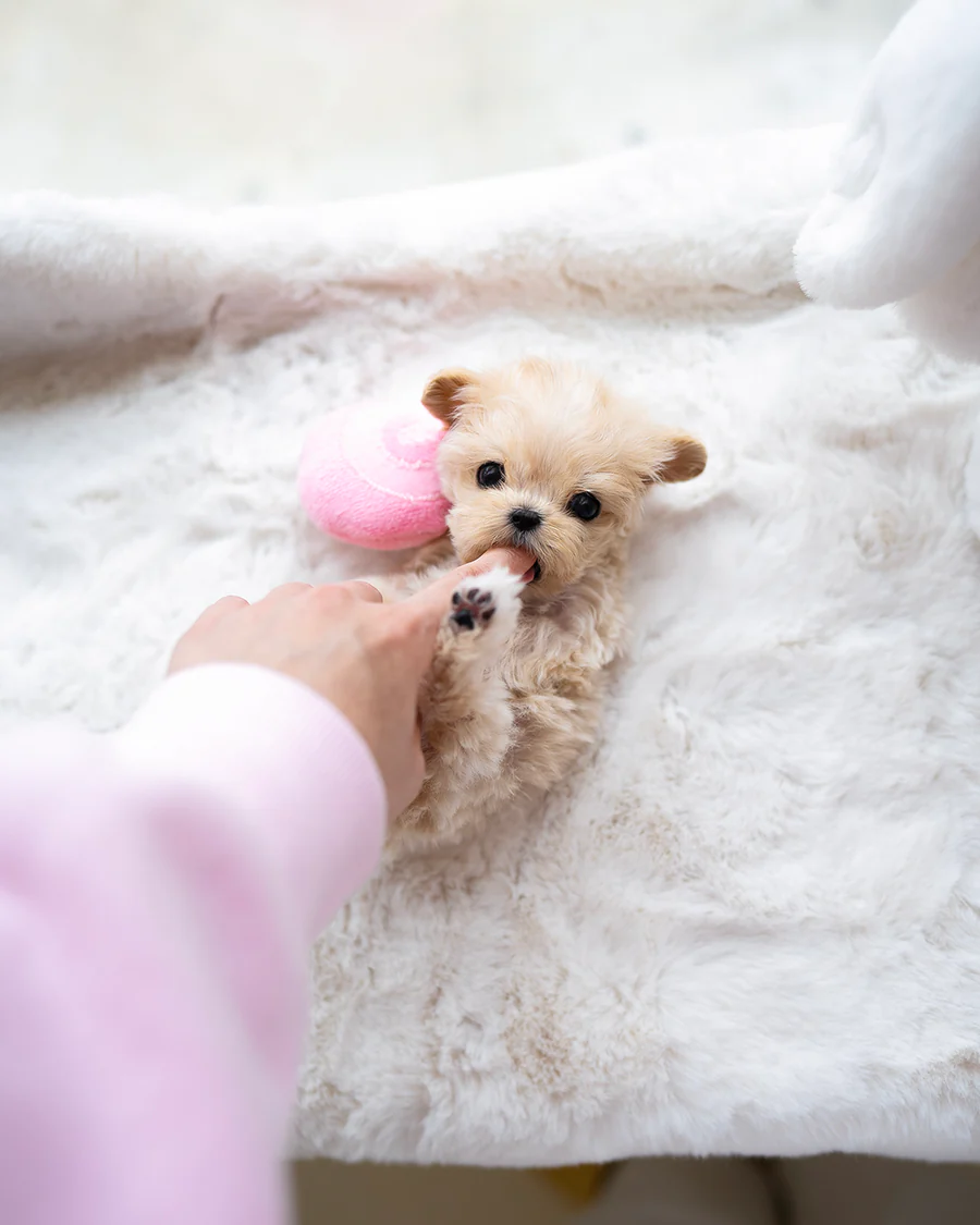 Maltipoo – Olsen