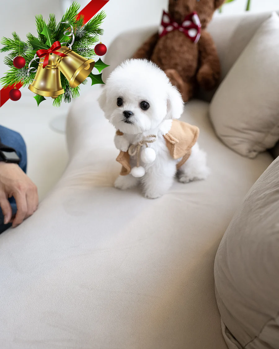 Bichon Frise – Toby