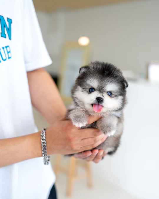 Pomsky – Benny