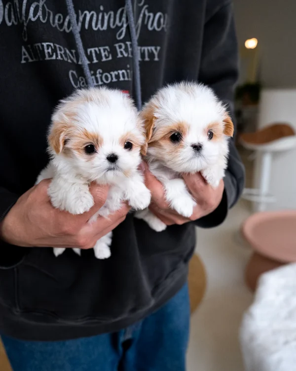 Maltipoo - Coco & Chanel - Image 2