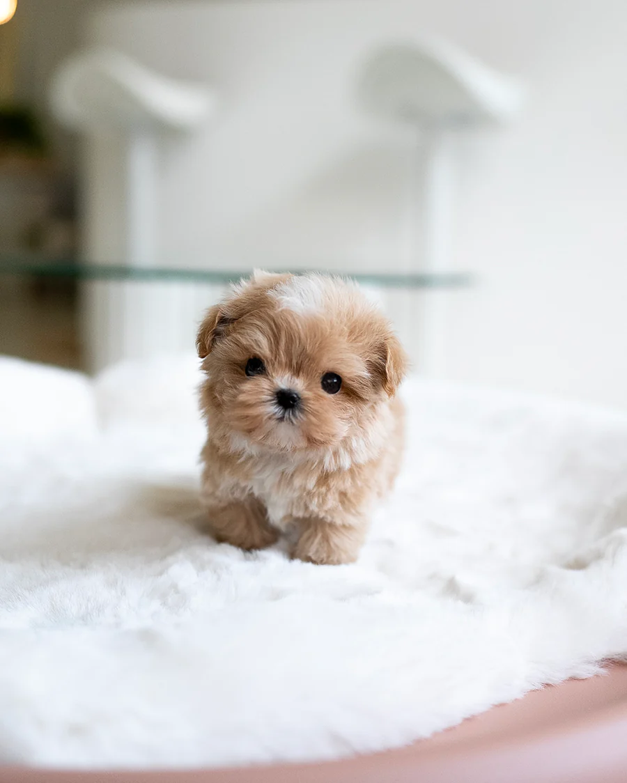 Maltipoo – Cody