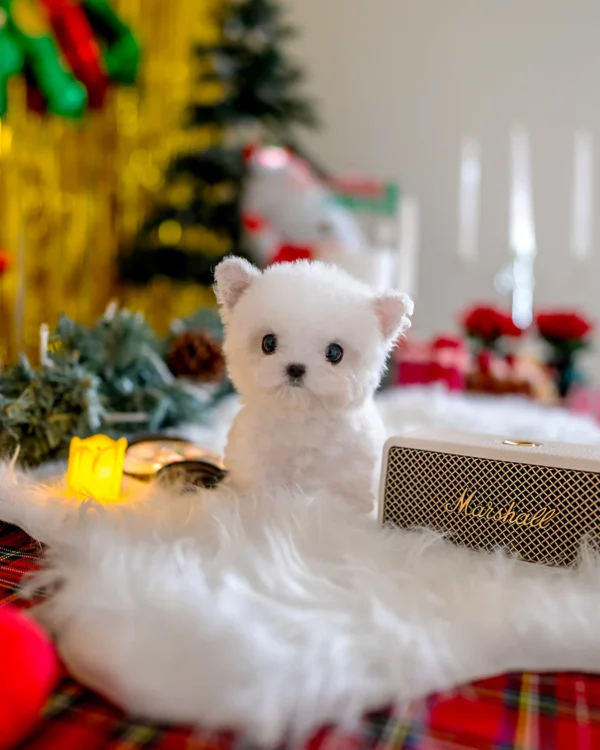 Bichon Frise - Elsa