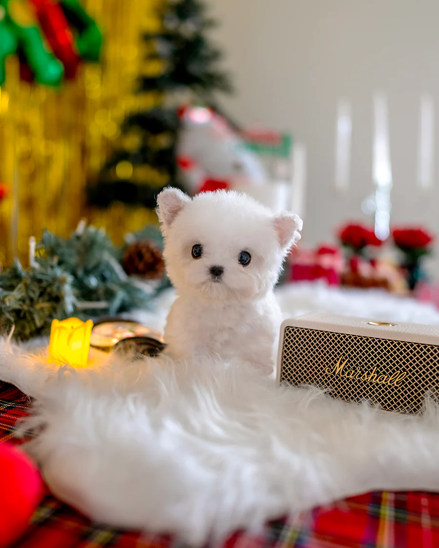 Bichon Frise – Elsa