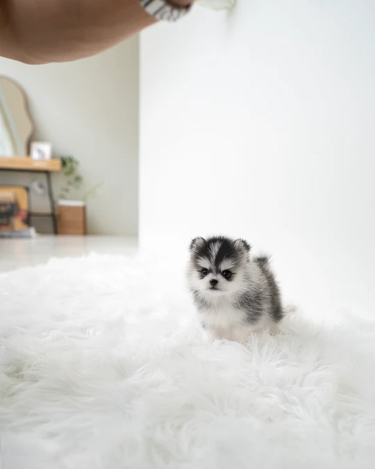 Pomsky – Ethan