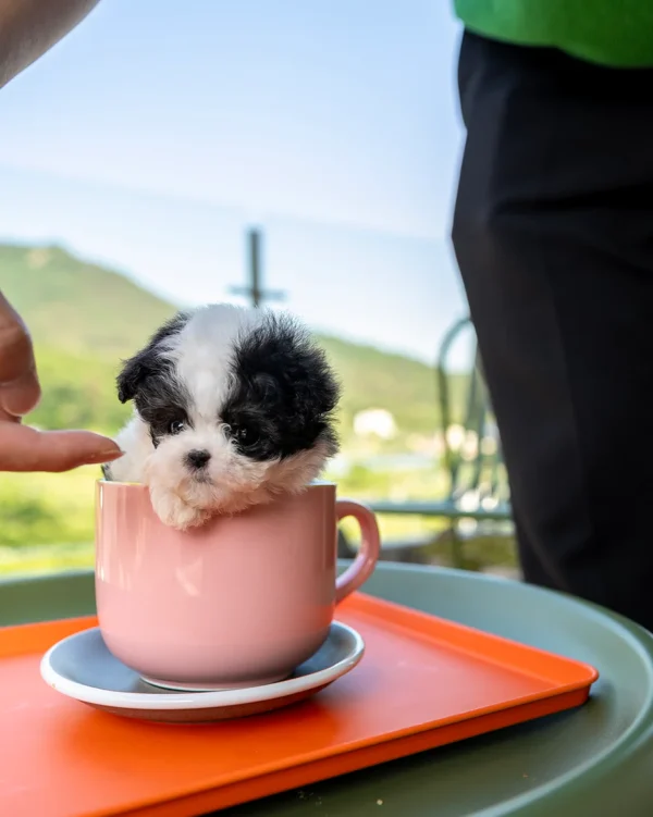 Maltipoo - Panda - Image 2