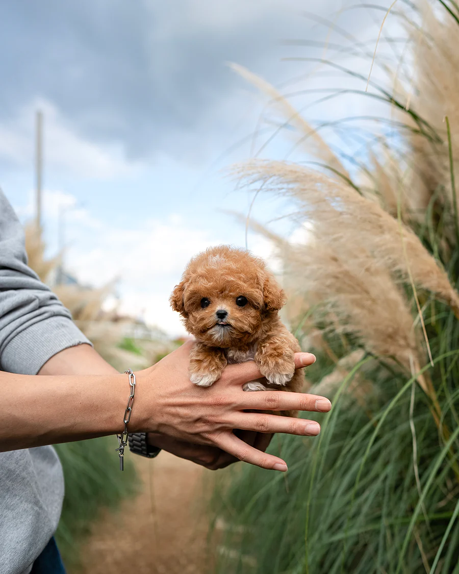 Poodle – Maple