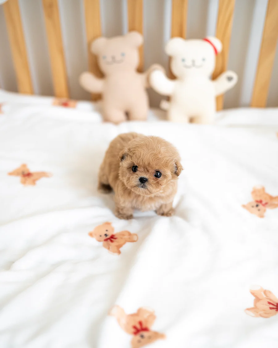 Maltipoo – Emma