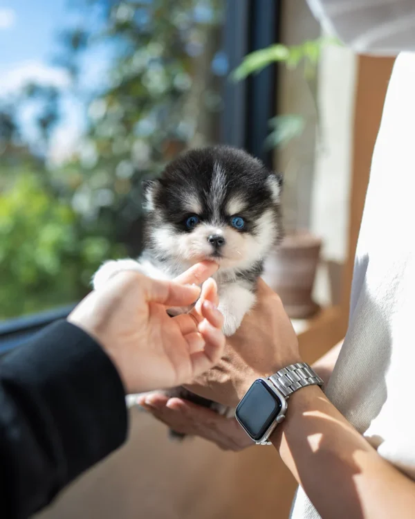 Pomsky - Jasper