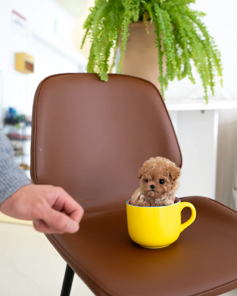 Maltipoo – Toffee