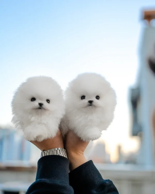 Pomeranian - Tommy & Thompson - Image 2